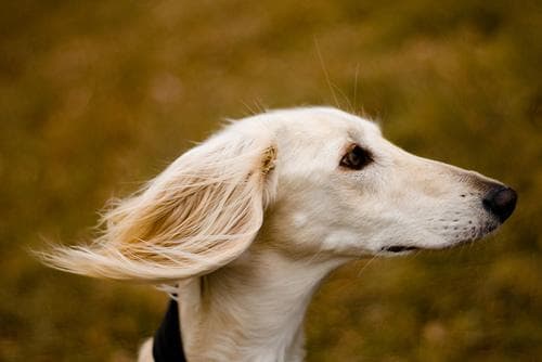 Saluki