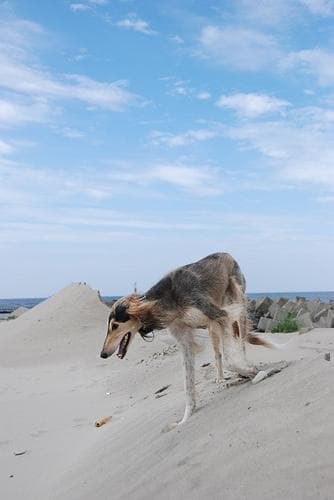 Saluki