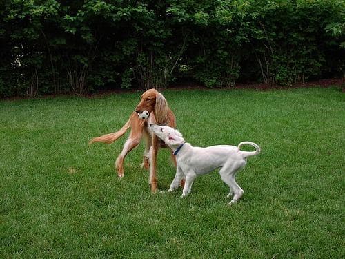 Saluki