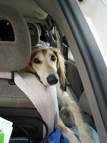 Saluki