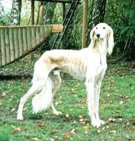 Saluki