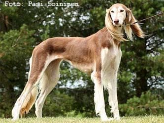 Saluki