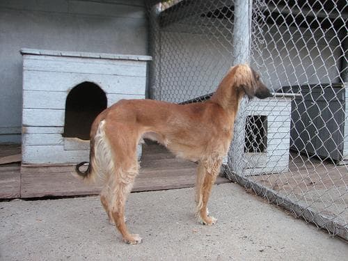 Saluki