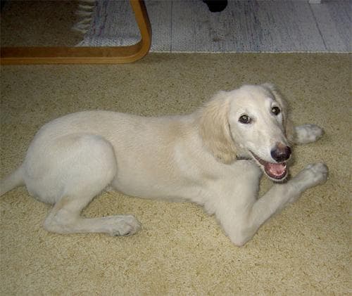 Saluki
