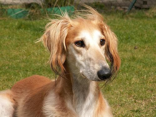 Saluki