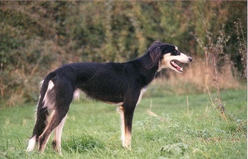 Saluki