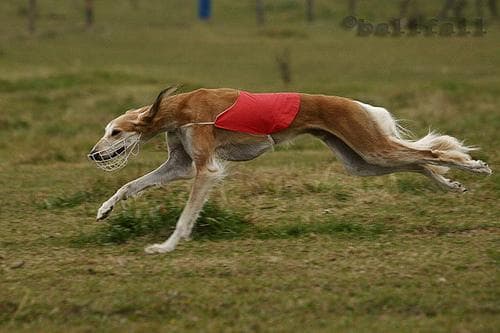 Saluki