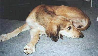 Saluki