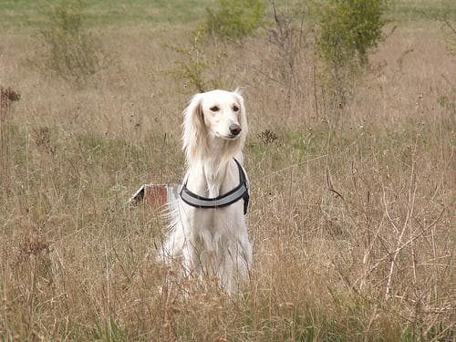Saluki