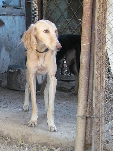 Saluki