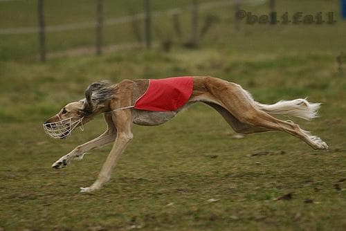 Saluki