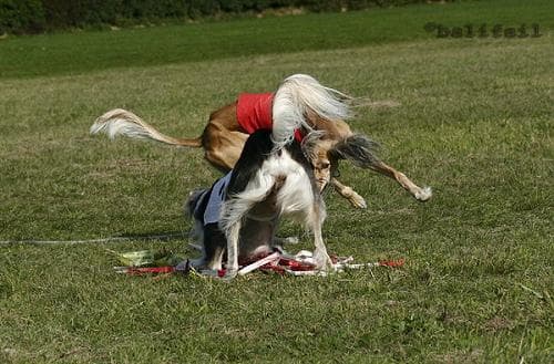 Saluki