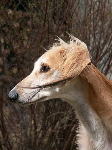 Saluki