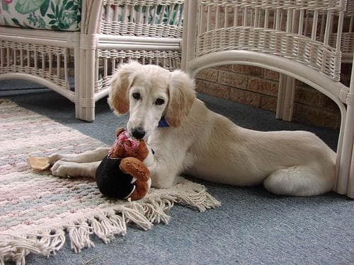 Saluki