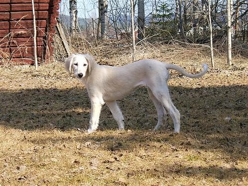 Saluki