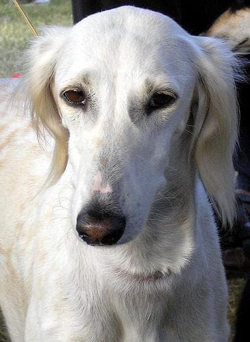 Saluki