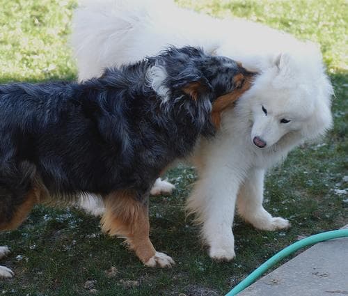 Samoyed