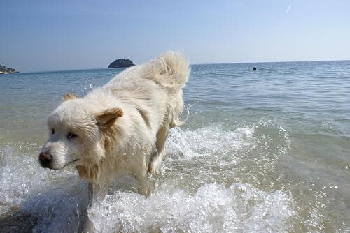 Samoyed