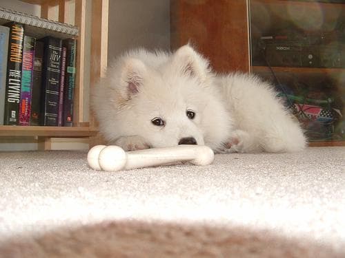 Samoyed