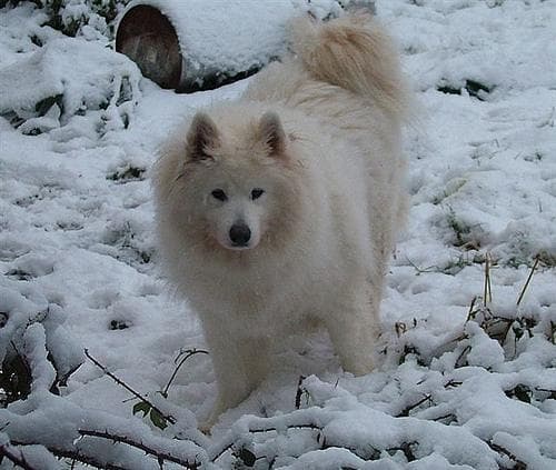 Samoyed