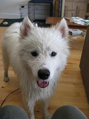 Samoyed