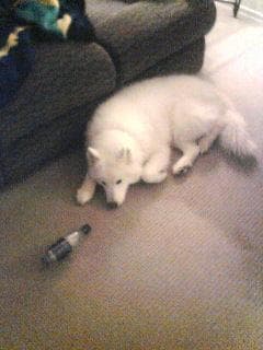 Samoyed