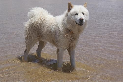 Samoyed