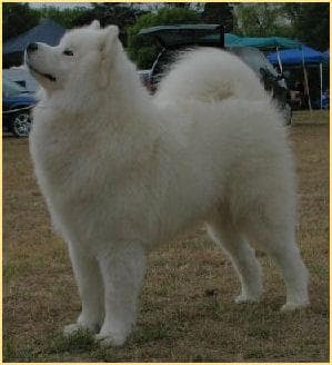 Samoyed