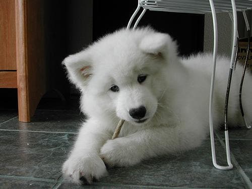 Samoyed
