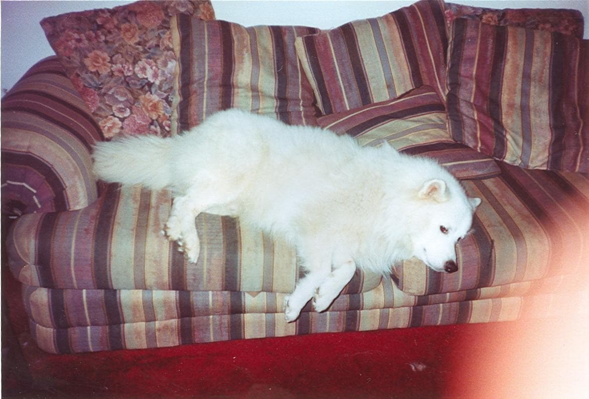 Samoyed