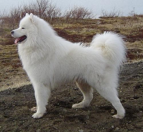 Samoyed
