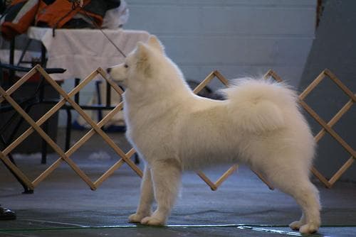 Samoyed