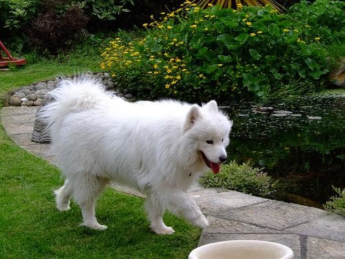 Samoyed