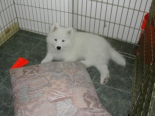 Samoyed
