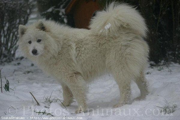 Samoyed