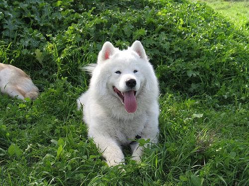 Samoyed