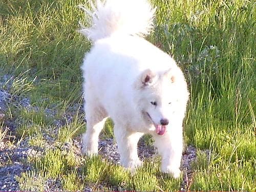 Samoyed