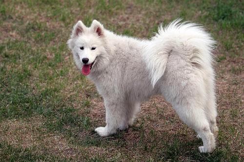 Samoyed