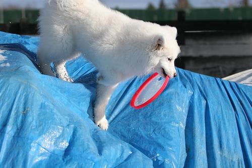 Samoyed
