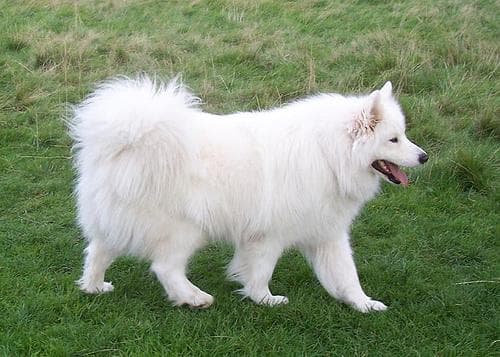 Samoyed