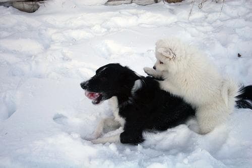 Samoyed