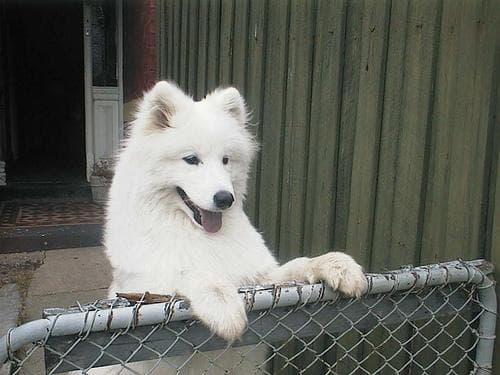Samoyed