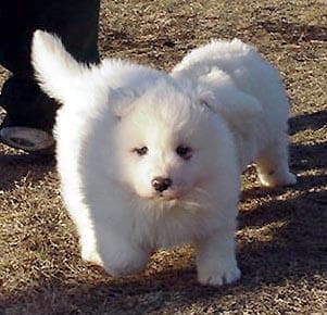 Samoyed