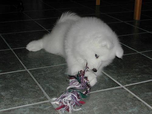 Samoyed