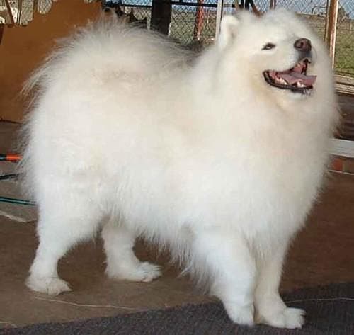 Samoyed