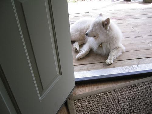 Samoyed