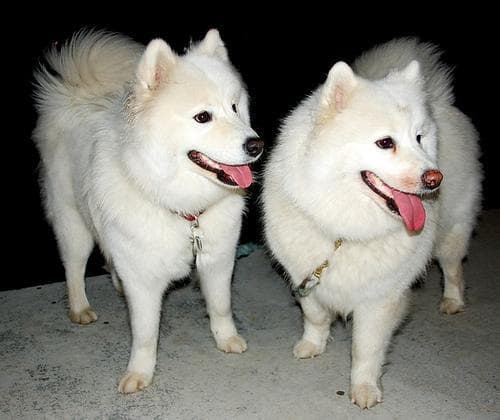 Samoyed