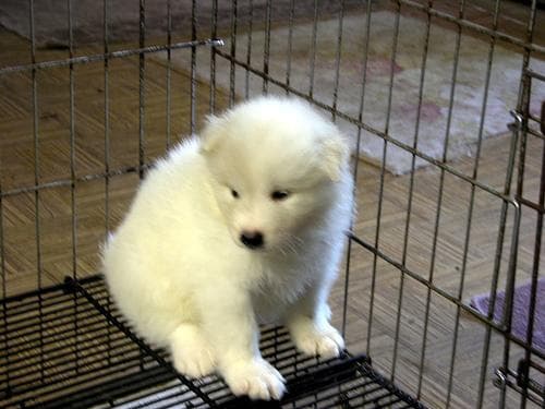 Samoyed