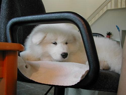Samoyed