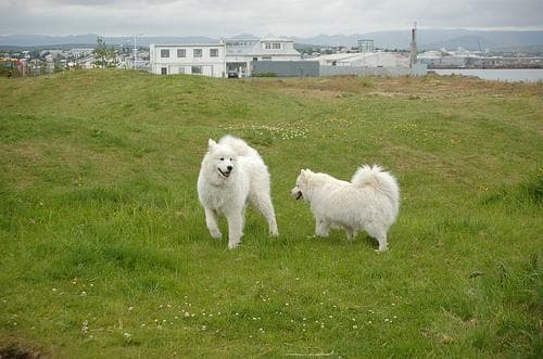 Samoyed